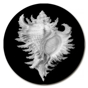Placemats La Corallina model Gorgona Shells