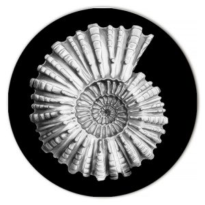 Placemats La Corallina model Gorgona Shells